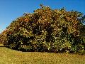 Tree of Heaven